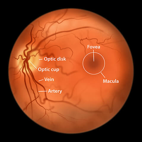 Macula retina scan