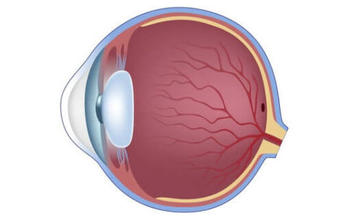 Normal Retina