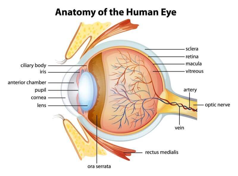 Medical diagram of retina